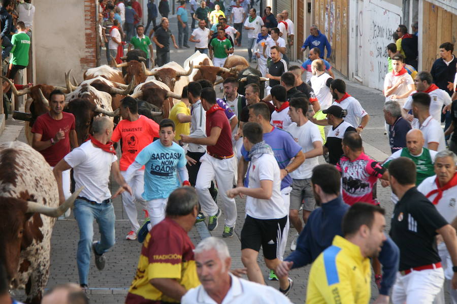 Solo cinco novillos han acabado el recorrido y han entrado en la plaza; el sexto ha tenido que ser anestesiado