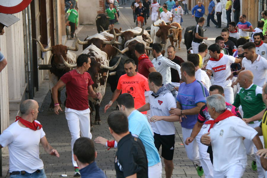 Solo cinco novillos han acabado el recorrido y han entrado en la plaza; el sexto ha tenido que ser anestesiado