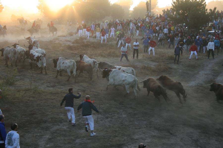 Fotos: Segundo encierro de las fiestas de Cuéllar