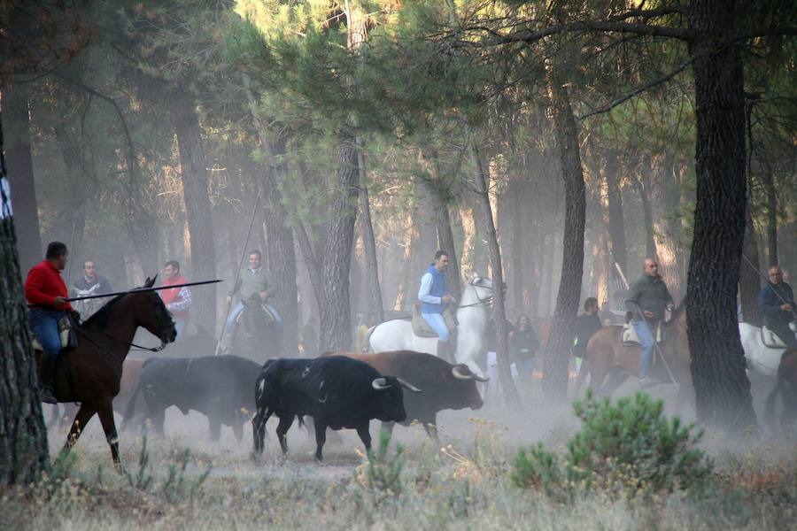 Fotos: Segundo encierro de las fiestas de Cuéllar