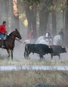 Imagen secundaria 2 - Arriba, descando en el campo. Abajo, izquierda, llegada a la zona del Embudo y, drecha, conducción de los bravos por el pinar.