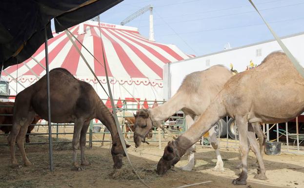 Animales del circo Holiday en el Real de la Feria de Valladolid en 2015.