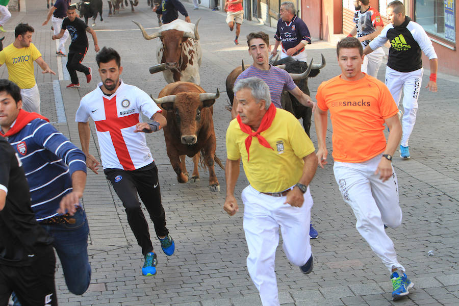 Fotos: Cuarto encierro de las fiestas de Cuéllar