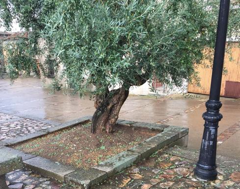 Aceitunas esparcidas por el suelo junto a un olivo en la plaza.