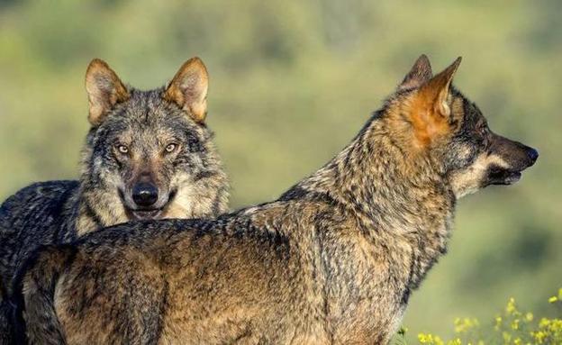 Los ataques de lobos en Castilla y León ascienden hasta los 1.449 en 2018