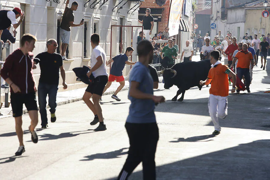 Fotos: Encierro de la mañana del sábado en las fiestas de Laguna de Duero 2018