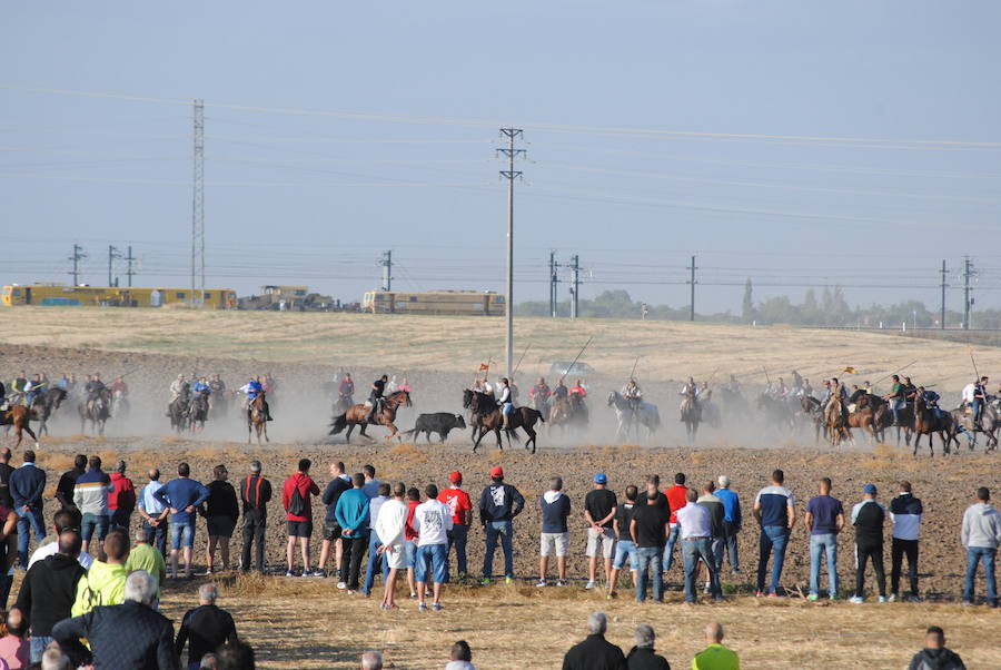 Último encierro de las fiestas de Medina del Campo.