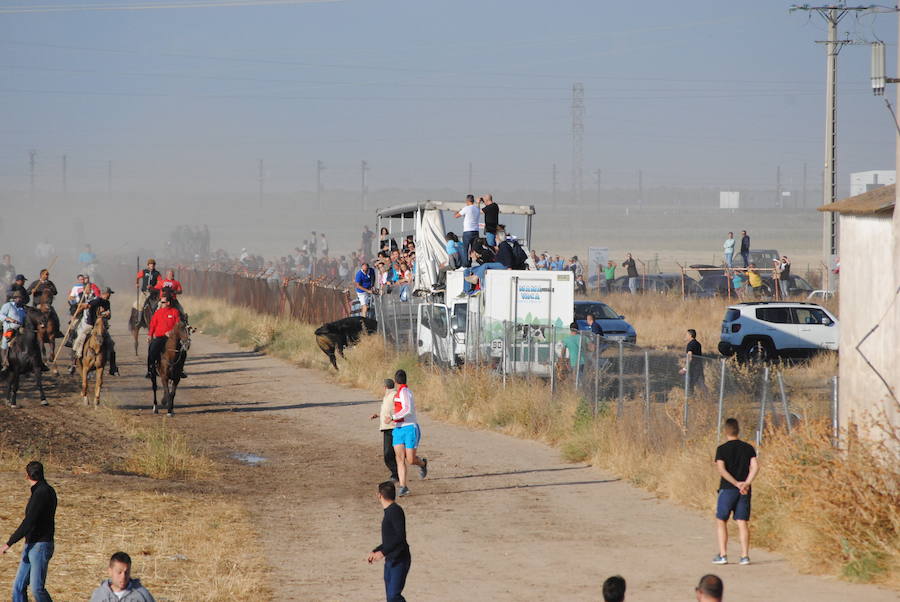 Último encierro de las fiestas de Medina del Campo.