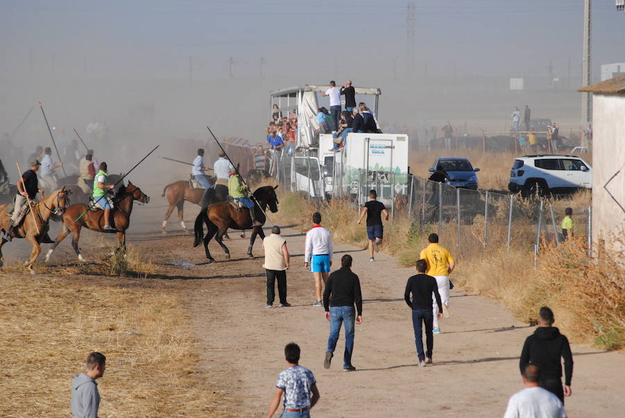 Último encierro de las fiestas de Medina del Campo.