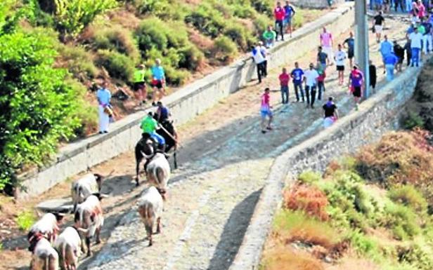 Los toros enfilan el acceso a la localidad.