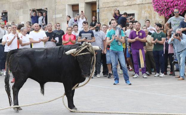 Imagen del Toro Enmaromado de 2017, el último de la historia.