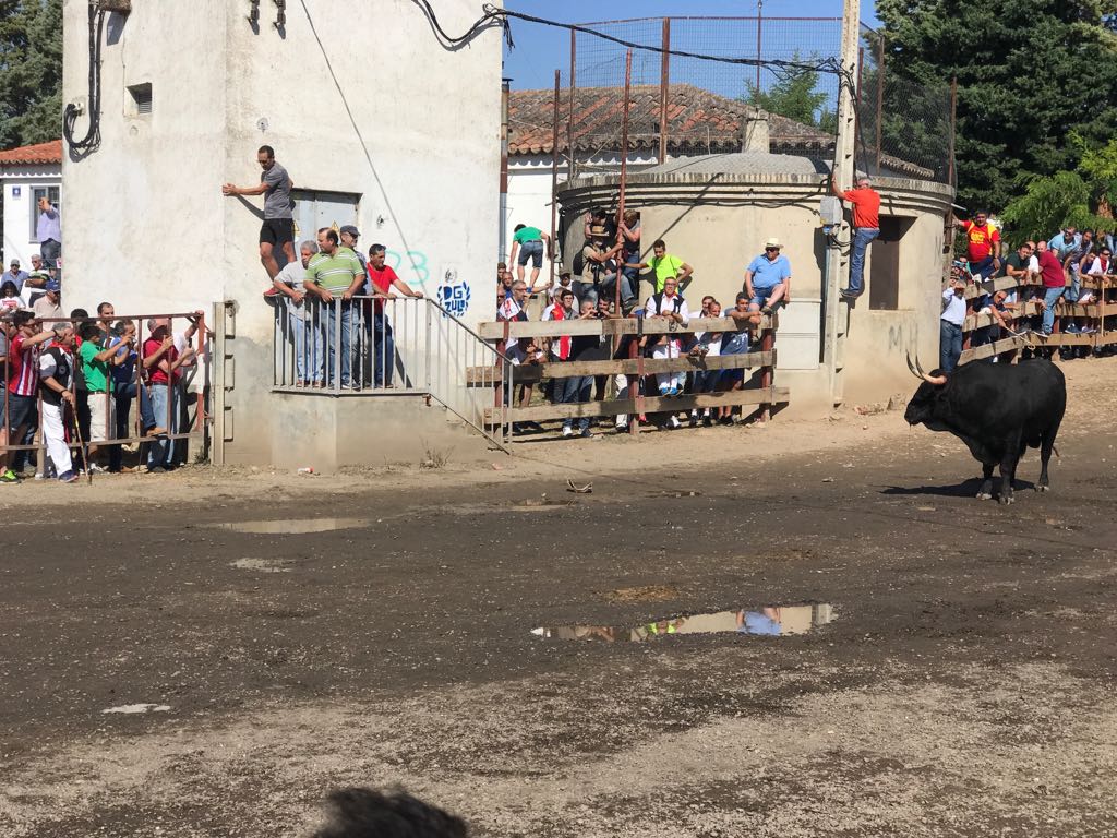 Dos personas han resultado heridas, al parecer uno con una posible cornada en la pierna