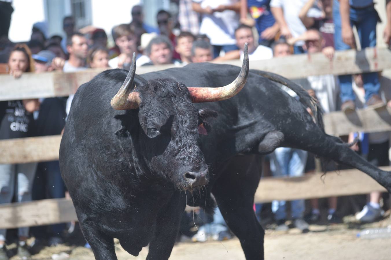 Dos personas han resultado heridas, al parecer uno con una posible cornada en la pierna