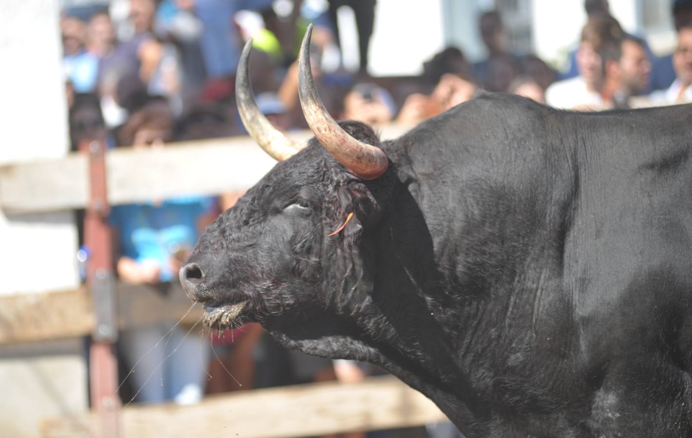 Dos personas han resultado heridas, al parecer uno con una posible cornada en la pierna