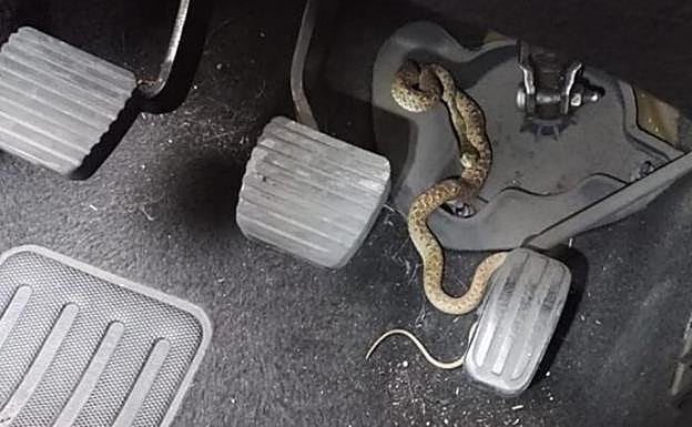Serpiente que los agentes encontraron en el vehículo.