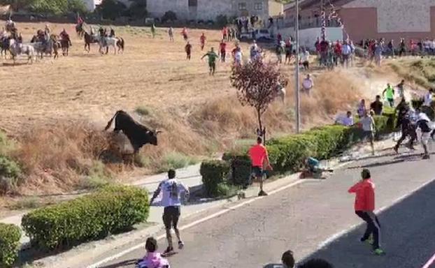 Momento en el que uno de los astados se desvía del recorrido y arremete contra la multitud, que aguardaba en una de las calles para ver la entrada de la manada en la localidad vallisoletana. 