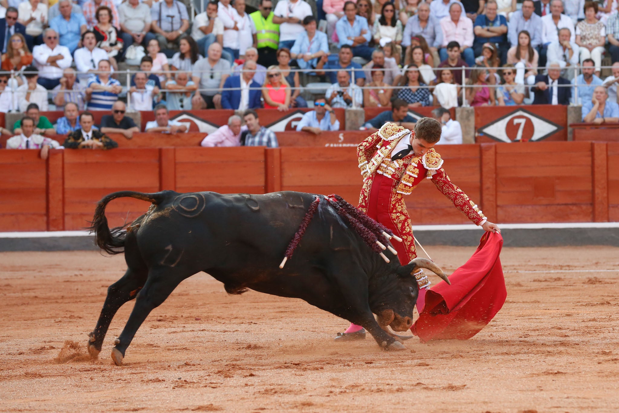 Máximos honores para el bravo, bello y distinguido toro de Montalvo que partió plaza