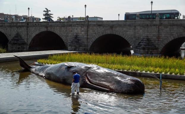 Escultura hiperrealista de un cachalote de 18 años en el río Manzanares de Madrid.