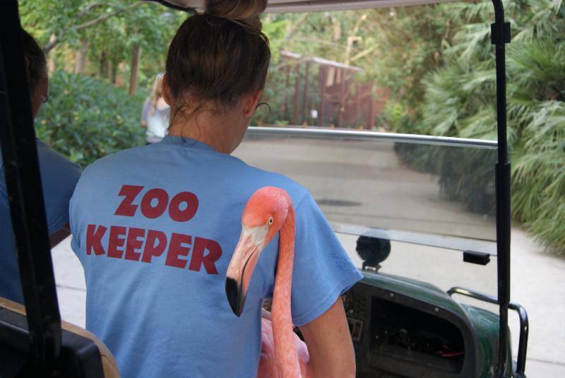 Personal del zoo Riberbanks en Carolina del Sur evacúan a los flamencos para ponerlos a salvo.