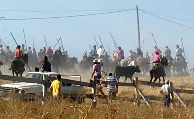 Traslado de los novillos en el encierro campero de Vallelado.