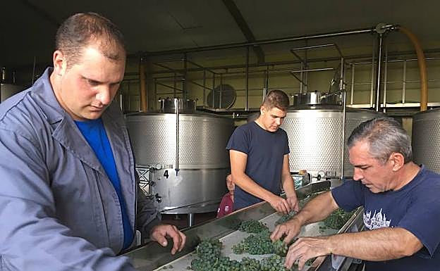 Mesa de selección de racimos en Bodegas Liberalia. 