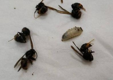 Imagen secundaria 1 - Arriba, una abeja muerta y una larva, en el avispero. Abajo, a la izquierda, ejemplares muertos junto a una larva. Abajo, a la derecha, el nido en el árbol.
