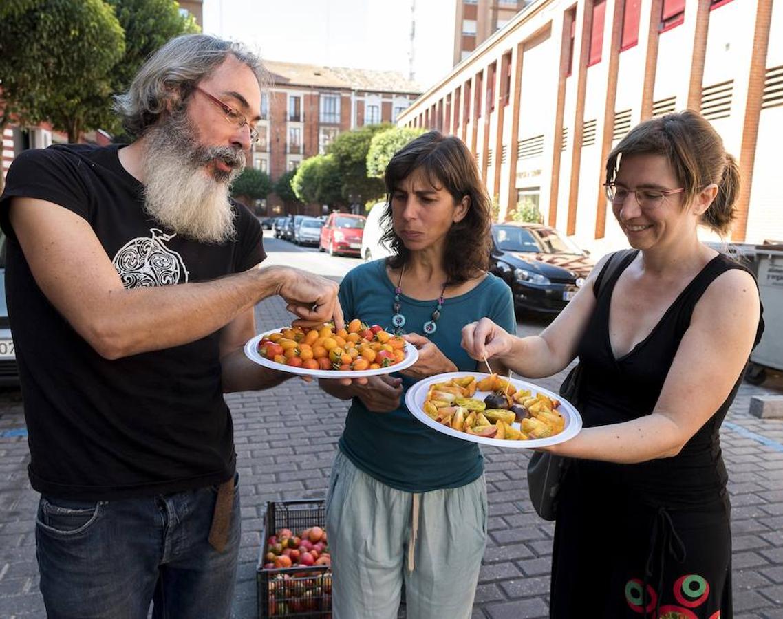 Fotos: Cata de tomates en el Centro Cívico El Campillo