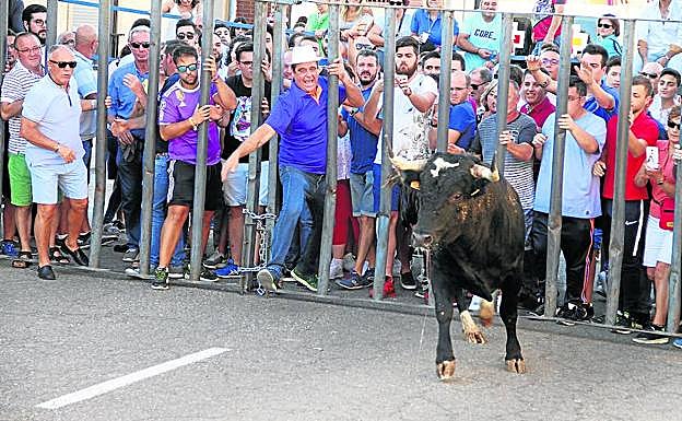 Encierro celebrado en Valdestillas este fin de semana. 