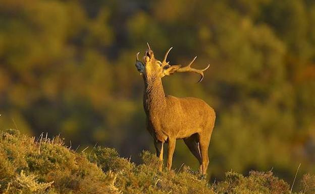 La berrea volverá a congregar a los amantes de la naturaleza en el norte de la provincia. 