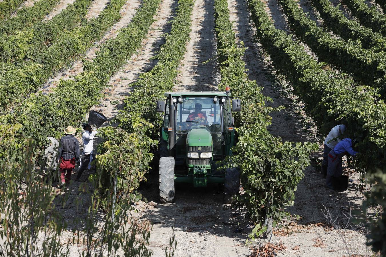 Las buenas previsiones de recogida de uva para esta campaña generarán un efecto llamada entre los temporeros