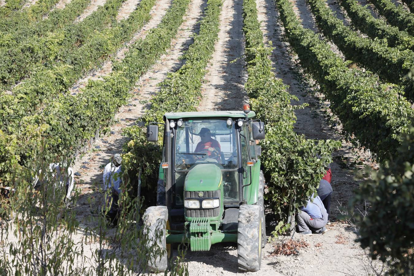 Las buenas previsiones de recogida de uva para esta campaña generarán un efecto llamada entre los temporeros