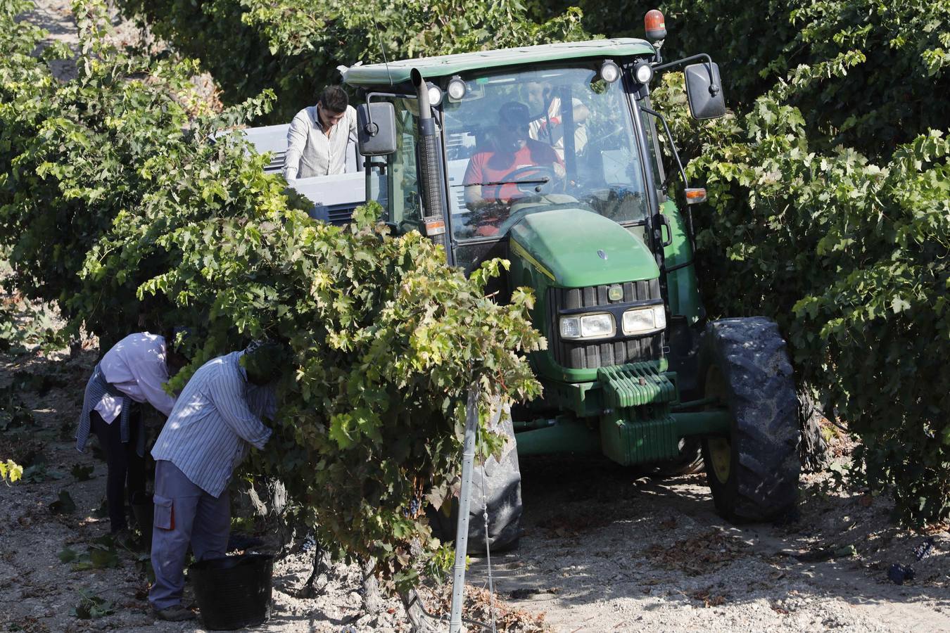 Las buenas previsiones de recogida de uva para esta campaña generarán un efecto llamada entre los temporeros