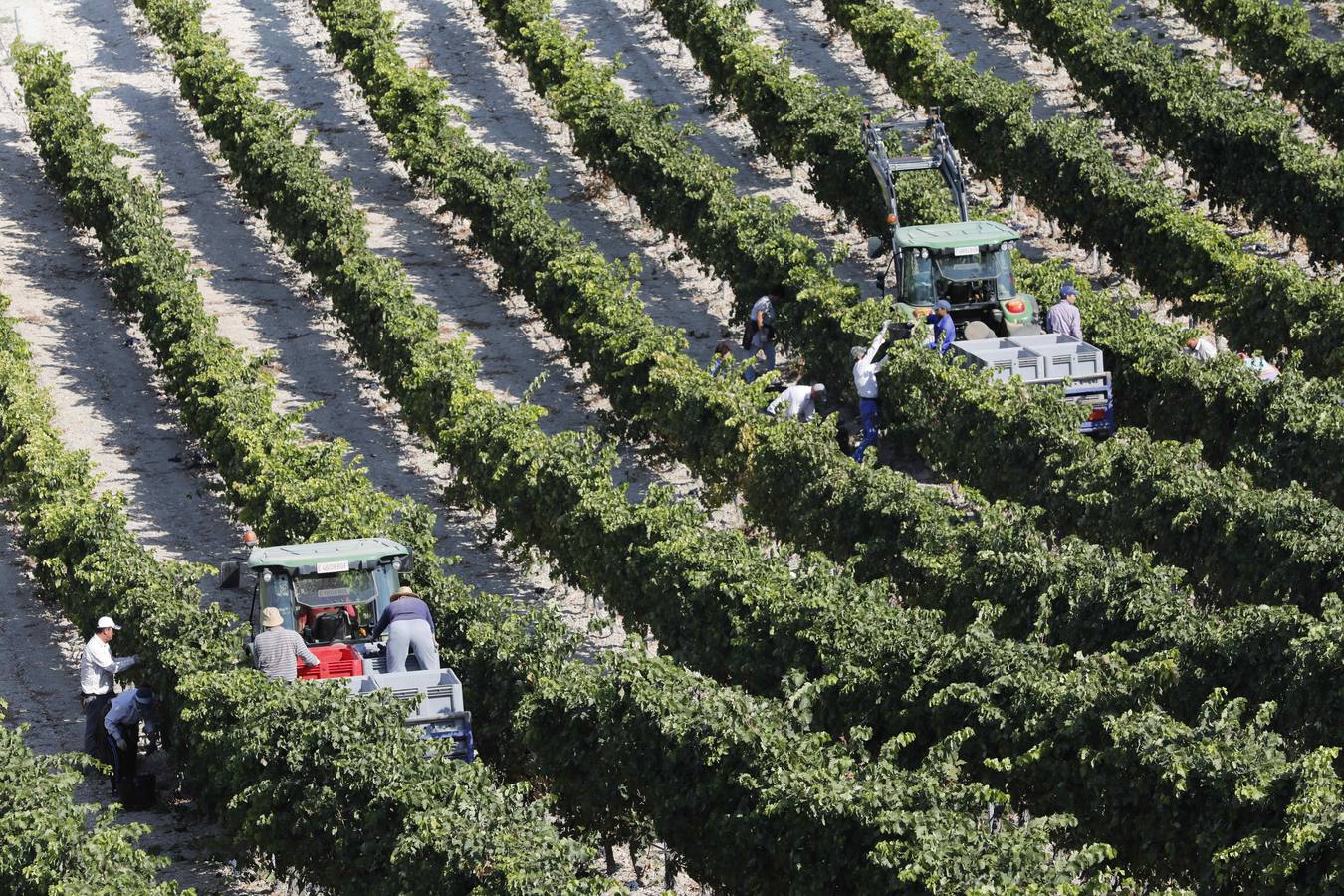Las buenas previsiones de recogida de uva para esta campaña generarán un efecto llamada entre los temporeros