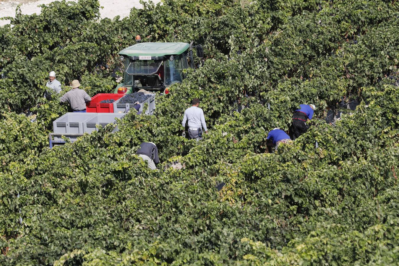 Las buenas previsiones de recogida de uva para esta campaña generarán un efecto llamada entre los temporeros