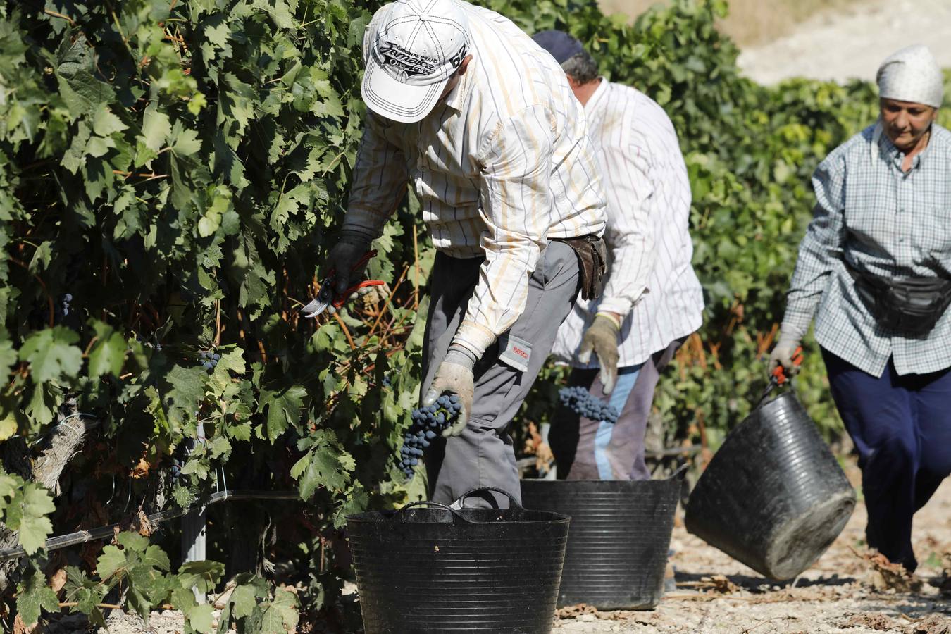 Las buenas previsiones de recogida de uva para esta campaña generarán un efecto llamada entre los temporeros