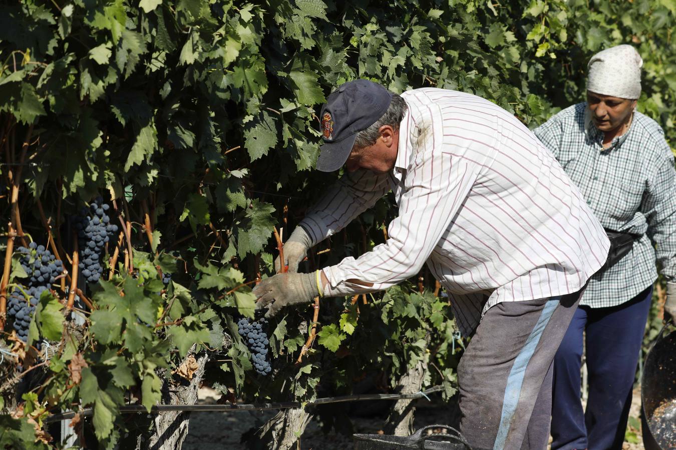 Las buenas previsiones de recogida de uva para esta campaña generarán un efecto llamada entre los temporeros