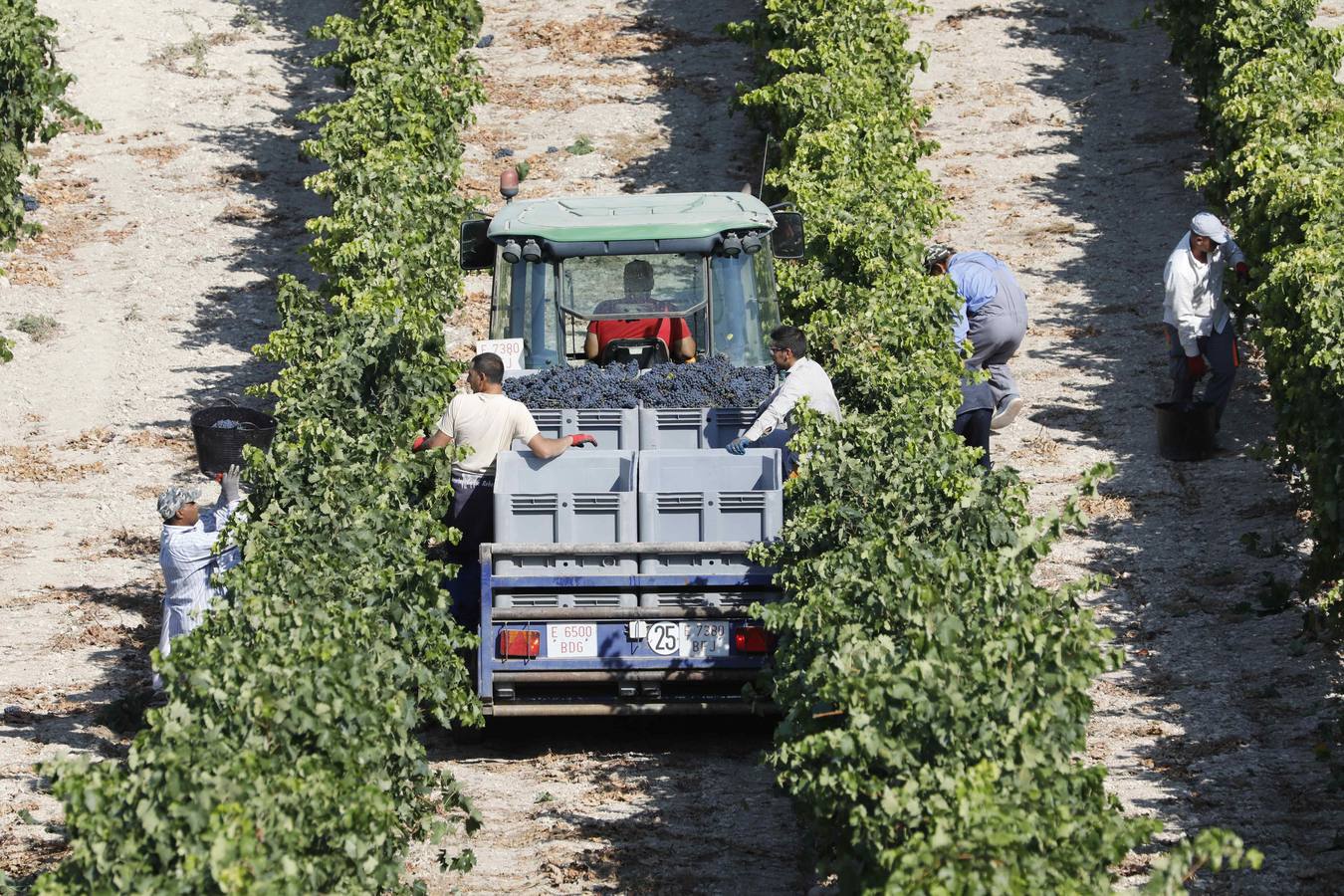 Las buenas previsiones de recogida de uva para esta campaña generarán un efecto llamada entre los temporeros