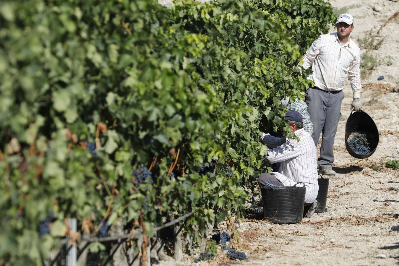 Las buenas previsiones de recogida de uva para esta campaña generarán un efecto llamada entre los temporeros