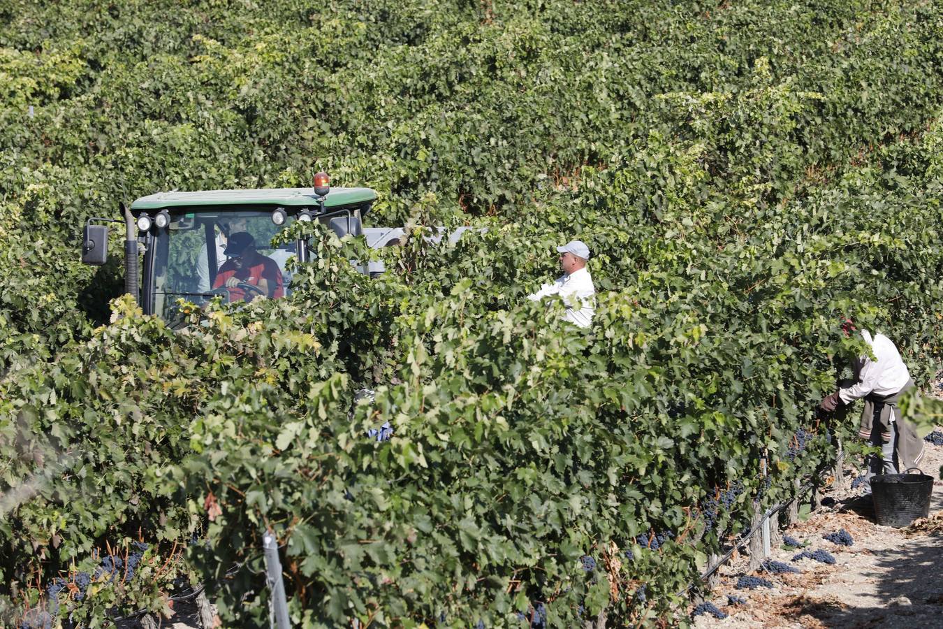 Las buenas previsiones de recogida de uva para esta campaña generarán un efecto llamada entre los temporeros