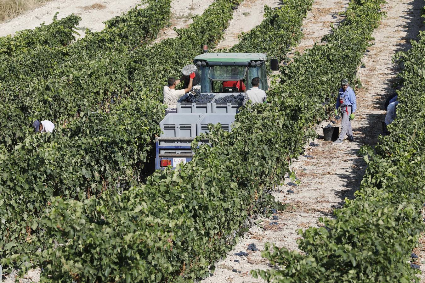 Las buenas previsiones de recogida de uva para esta campaña generarán un efecto llamada entre los temporeros