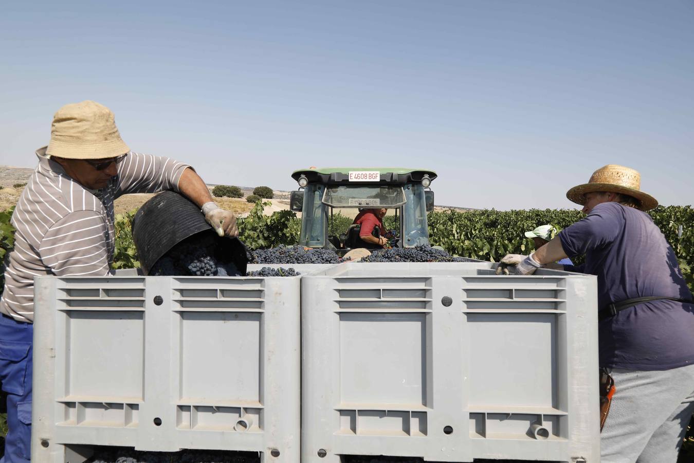 Las buenas previsiones de recogida de uva para esta campaña generarán un efecto llamada entre los temporeros