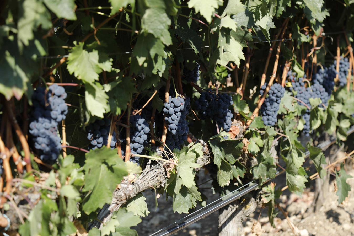Las buenas previsiones de recogida de uva para esta campaña generarán un efecto llamada entre los temporeros