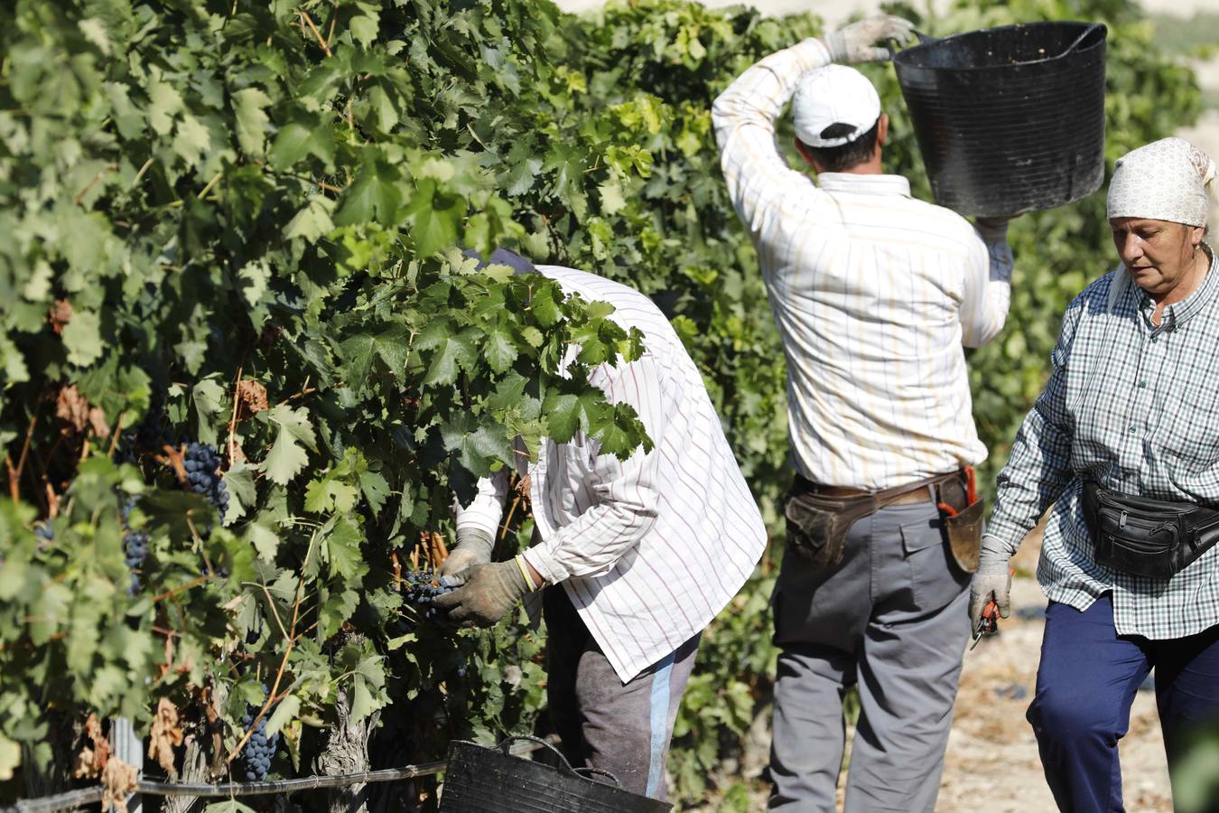 Las buenas previsiones de recogida de uva para esta campaña generarán un efecto llamada entre los temporeros