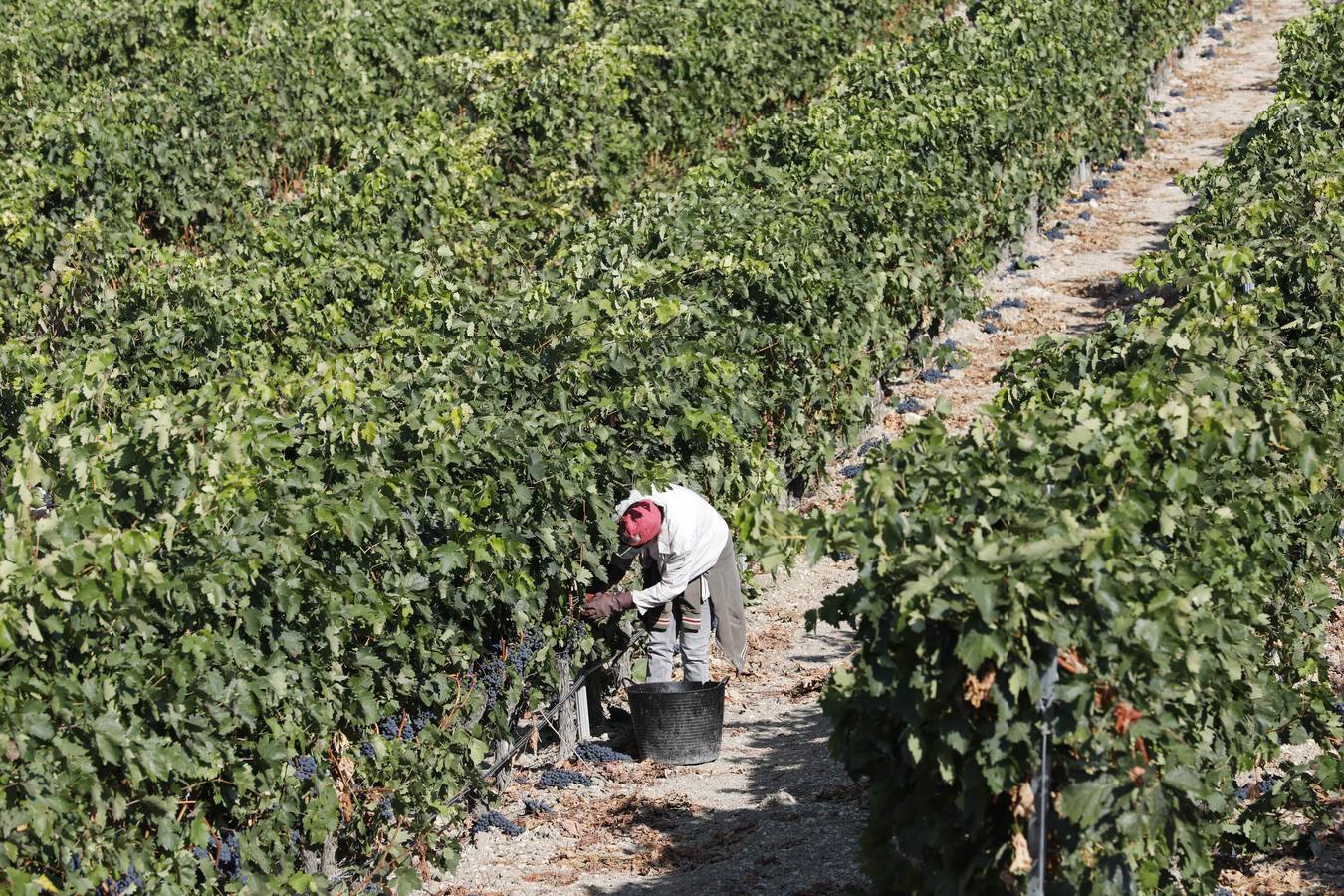 Las buenas previsiones de recogida de uva para esta campaña generarán un efecto llamada entre los temporeros