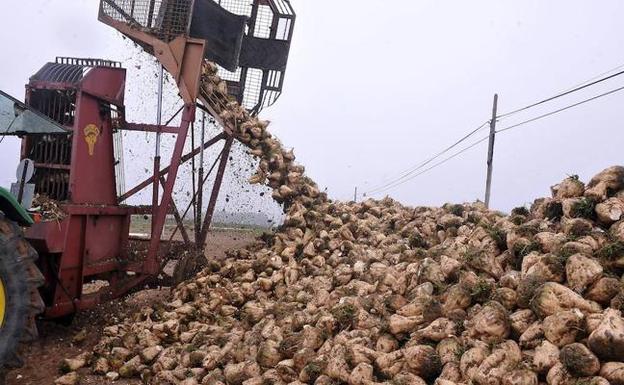 Recolección de remolacha en la comarca de La Moraña, en Arévalo.