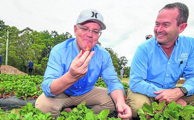 El primer ministro australiano, Scott Morrison, degusta una fresa en Queensland.