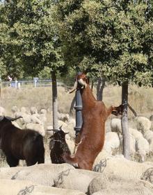 Imagen secundaria 2 - Arriba, Juan Díaz dirige su rebaño. Abajo, a la izquierda, el pastor junto a las voluntarias. A la derecha, una cabra se yergue para comer hojas de un árbol. 