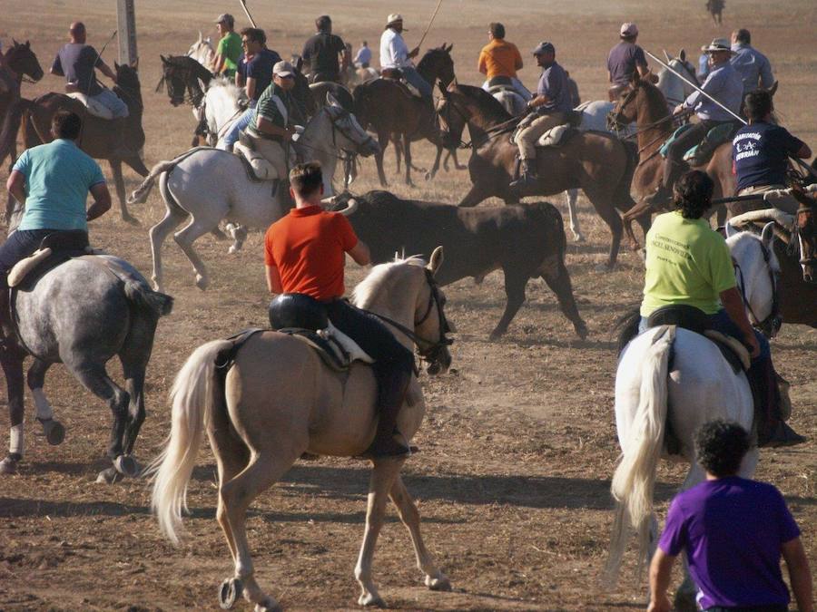 Los 'Encierros tradicionales al estilo de la Villa', declarados como fiesta de interés turístico regional, se celebran el sábado y el domingo.