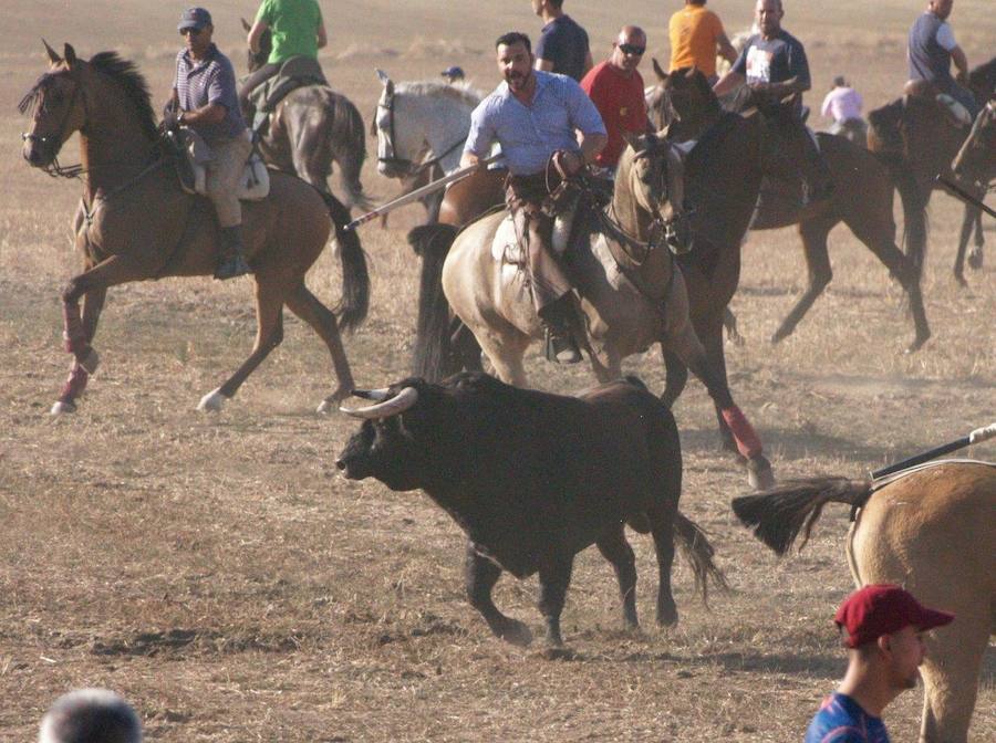 Los 'Encierros tradicionales al estilo de la Villa', declarados como fiesta de interés turístico regional, se celebran el sábado y el domingo.