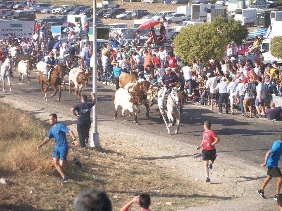 Los 'Encierros tradicionales al estilo de la Villa', declarados como fiesta de interés turístico regional, se celebran el sábado y el domingo.
